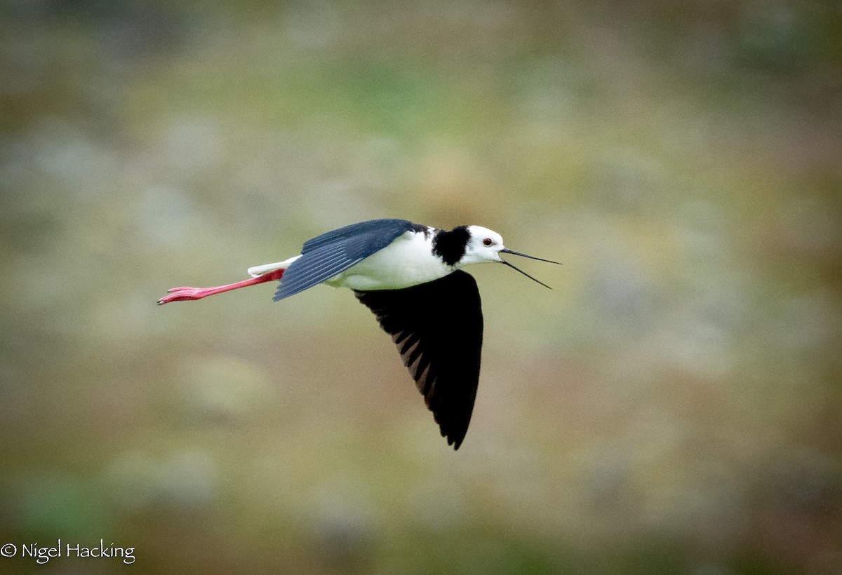 Pied Stilt - ML615296502