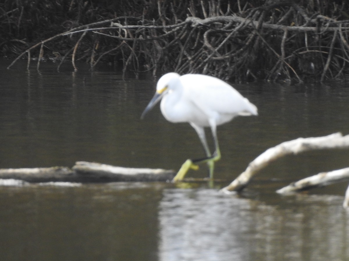 Snowy Egret - ML615296543