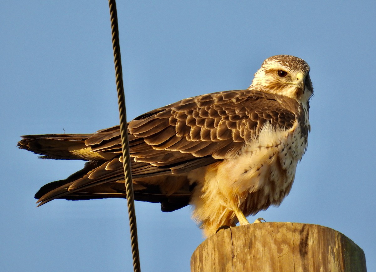 Swainson's Hawk - Van Remsen