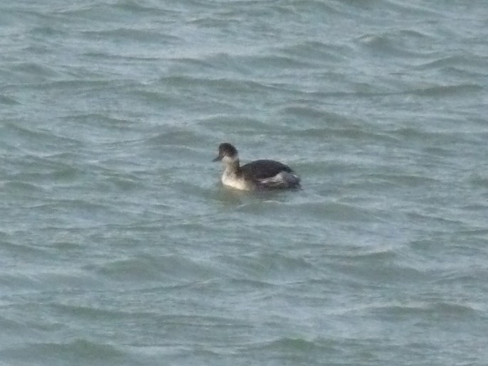 Eared Grebe - ML615296562