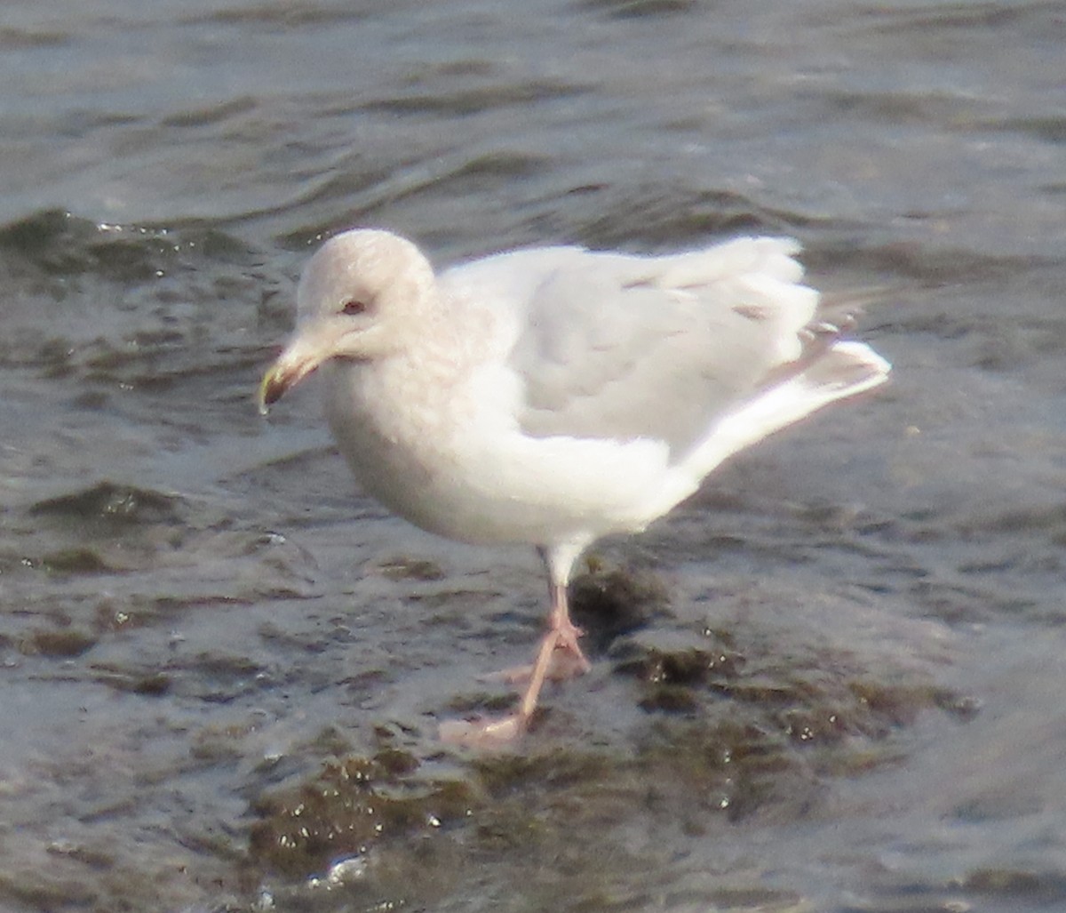 Gaviota/Gavión sp. - ML615296584