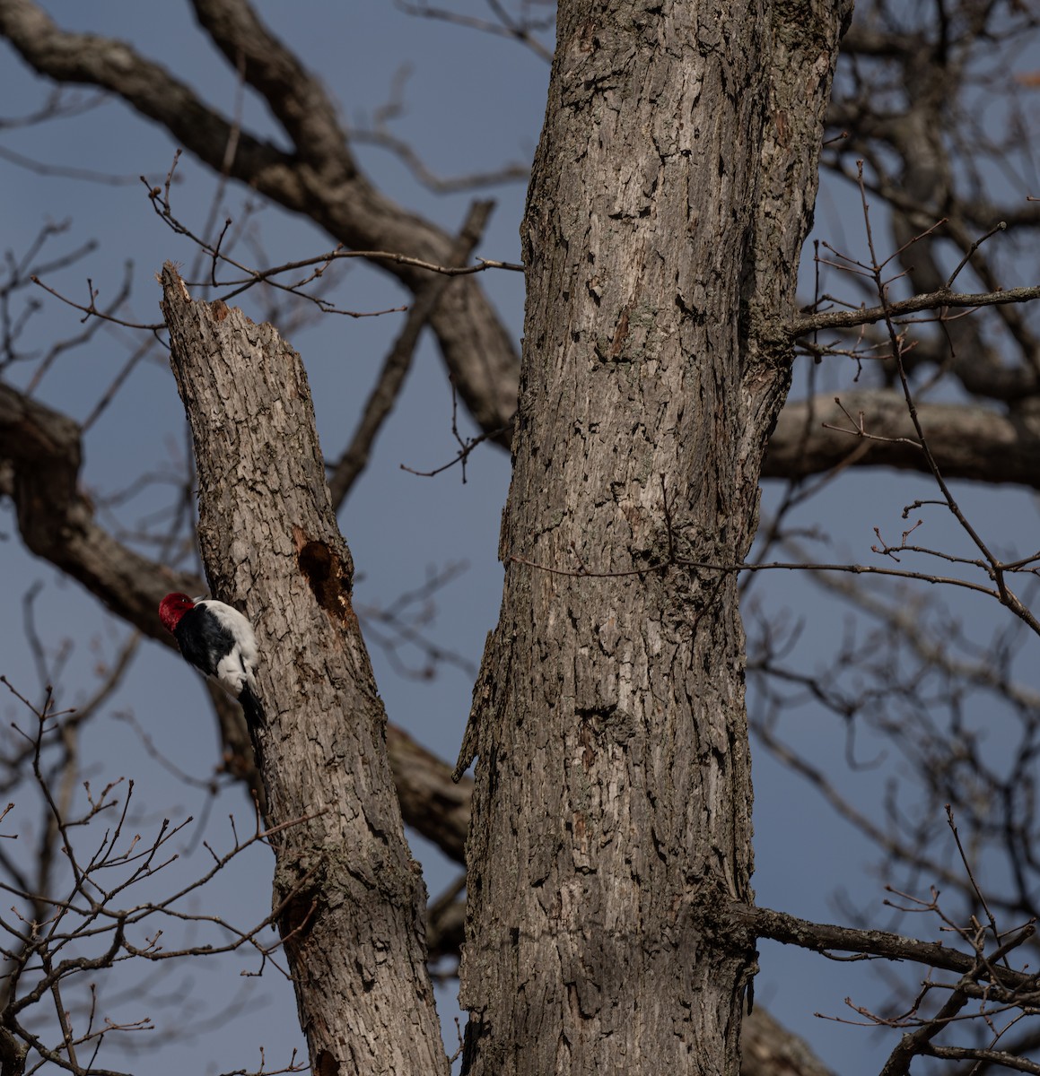 Red-headed Woodpecker - ML615296644