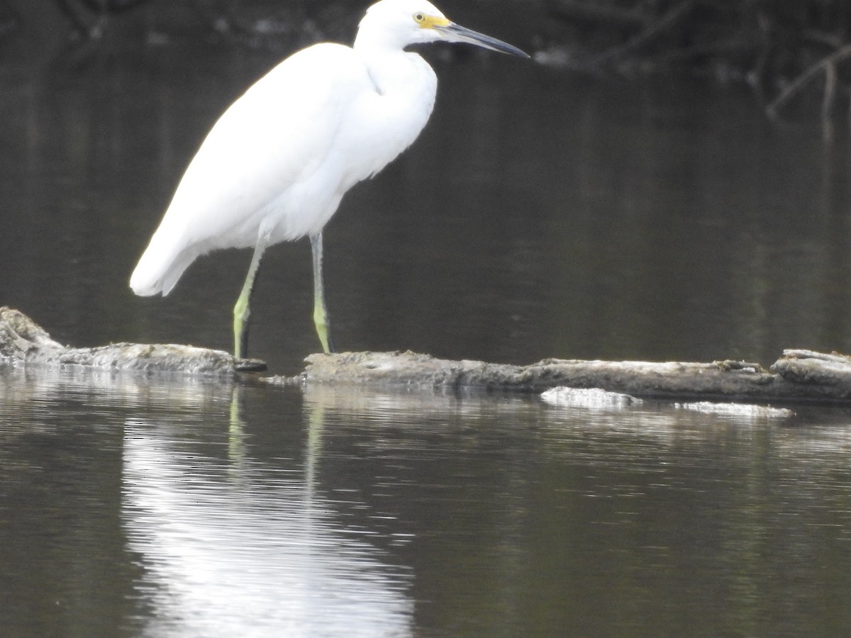 Snowy Egret - ML615296690