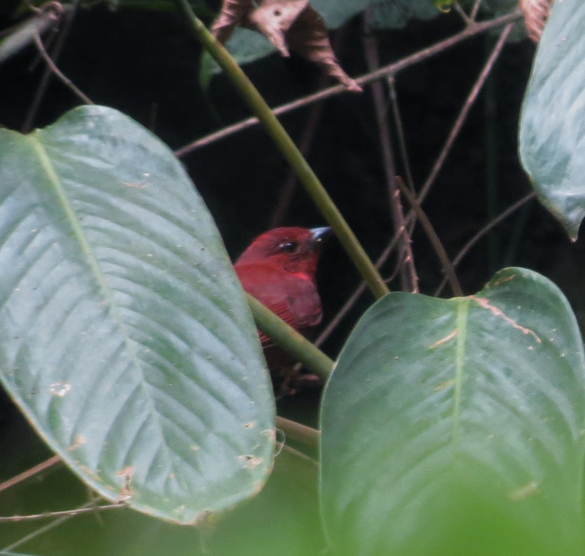 Red-crowned Ant-Tanager - ML615296709