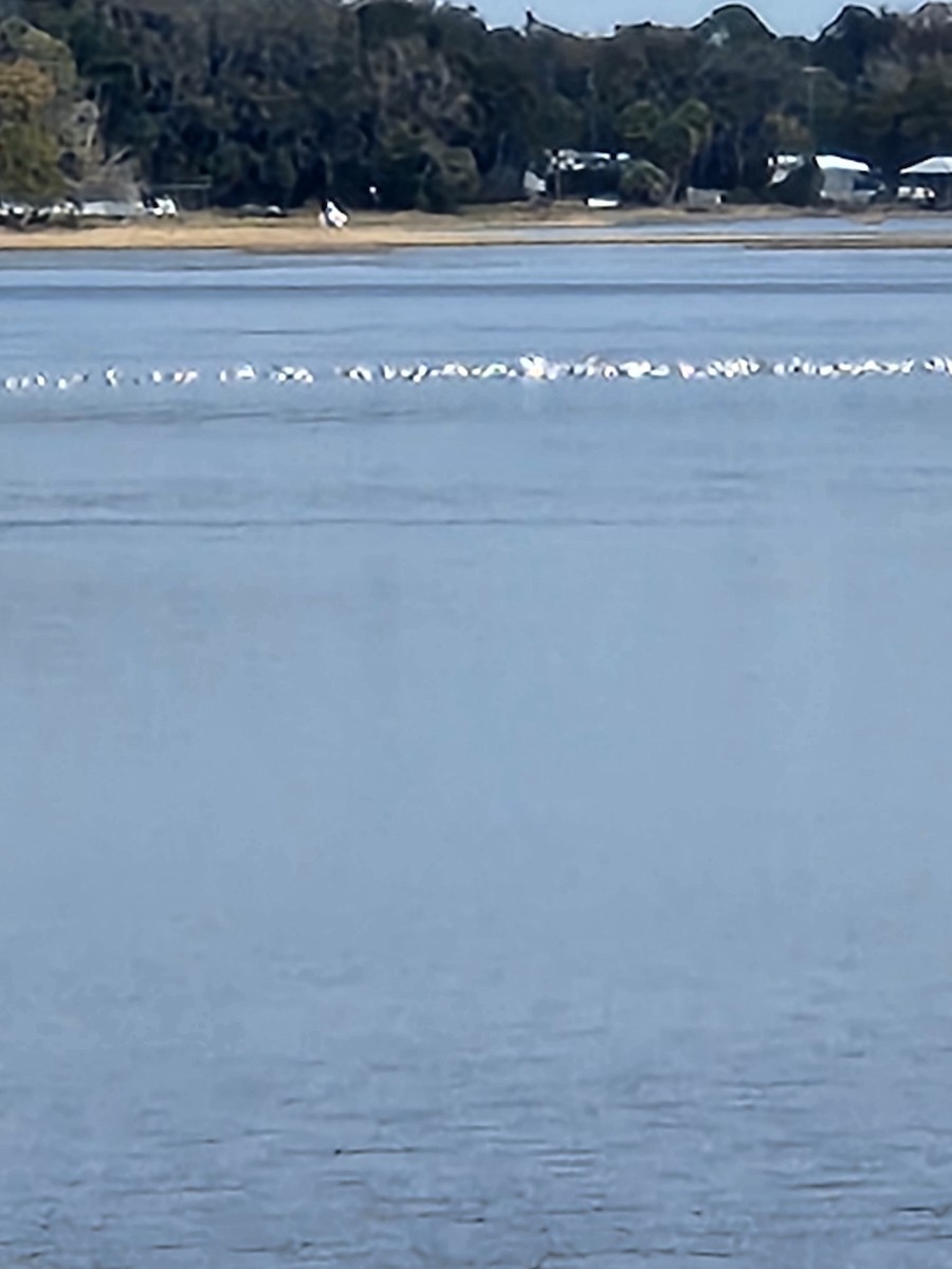 gull sp. - ML615296745