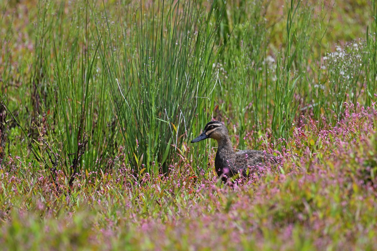 Pacific Black Duck - Ting-Wei (廷維) HUNG (洪)