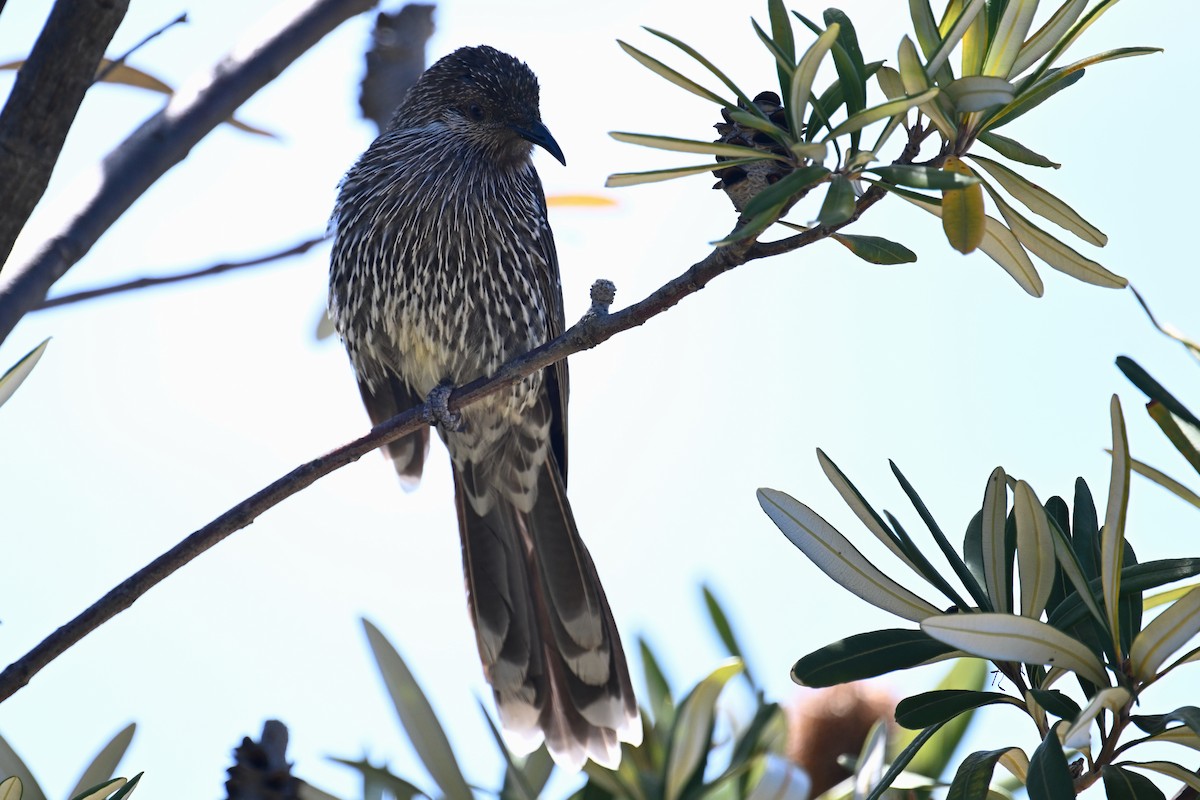 Little Wattlebird - ML615296768