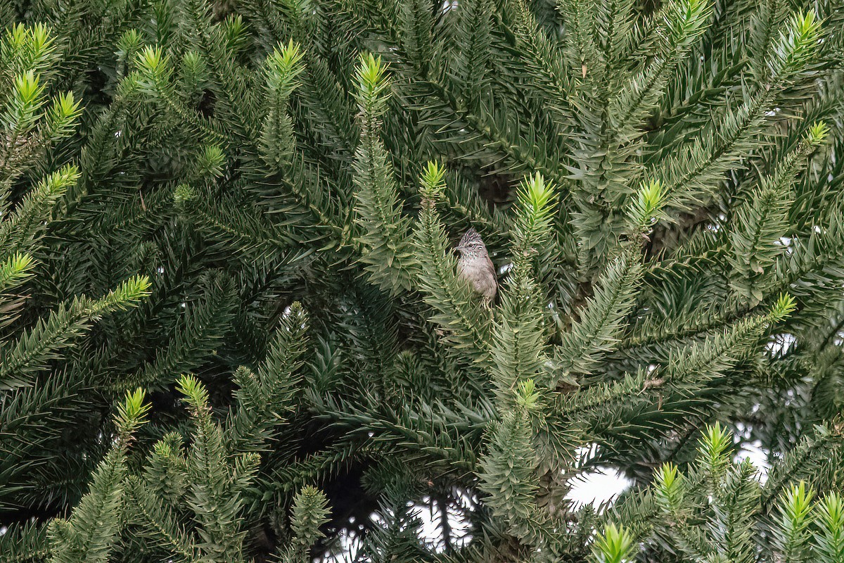 Araucaria Tit-Spinetail - ML615296770