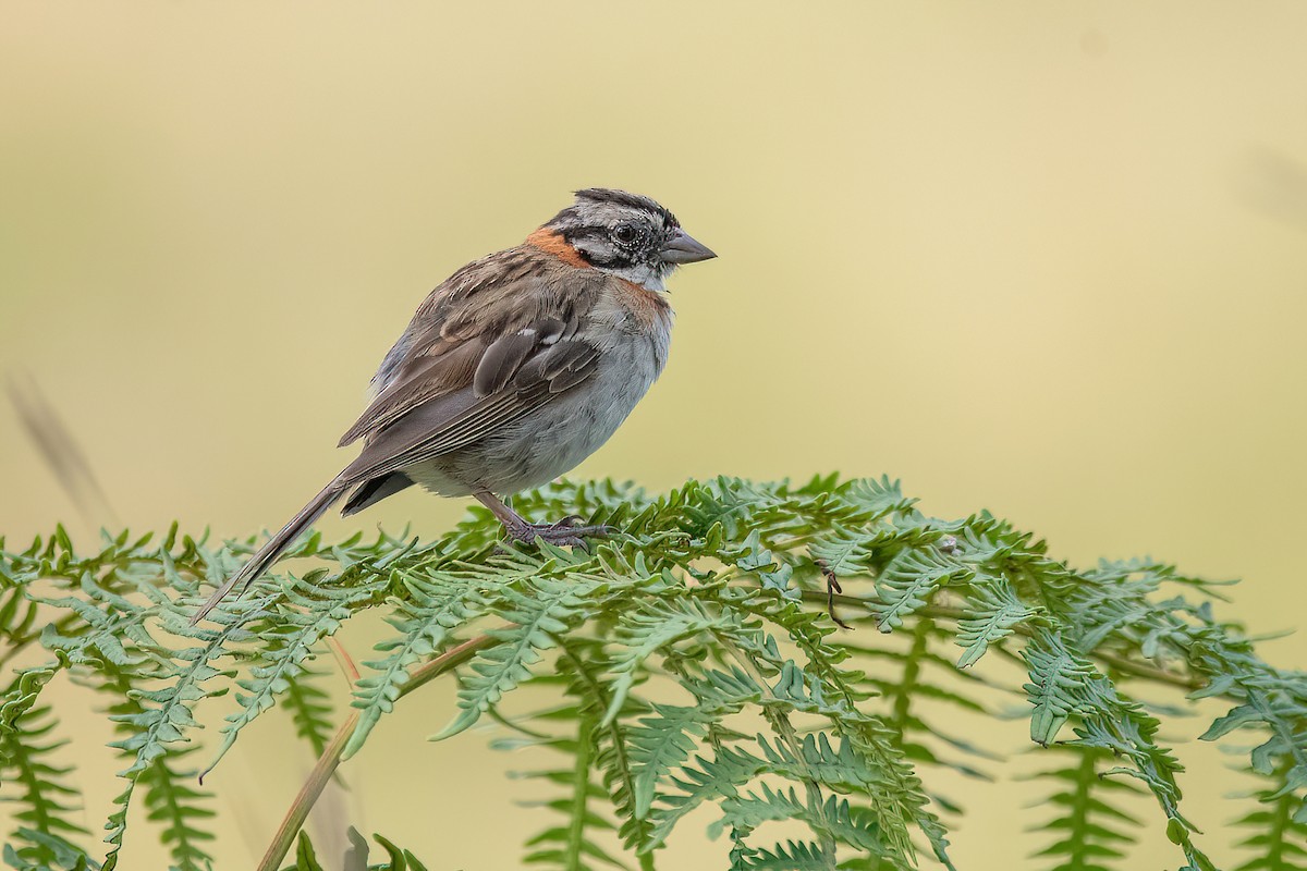 Rufous-collared Sparrow - ML615296783