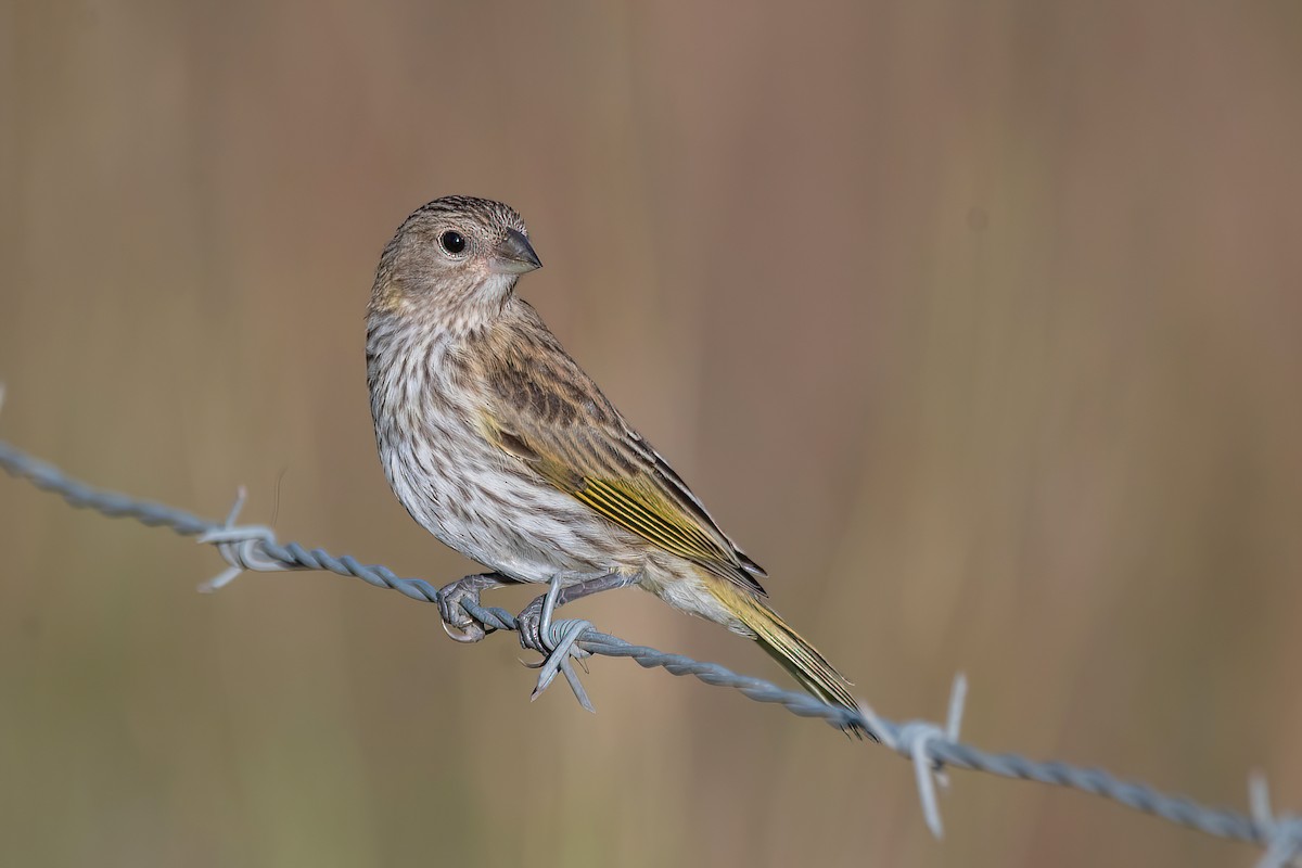 Saffron Finch - ML615296791