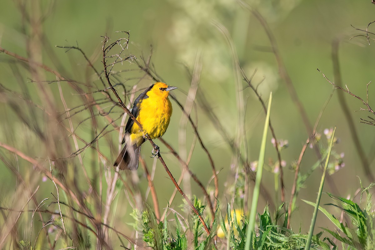 Saffron-cowled Blackbird - ML615296799