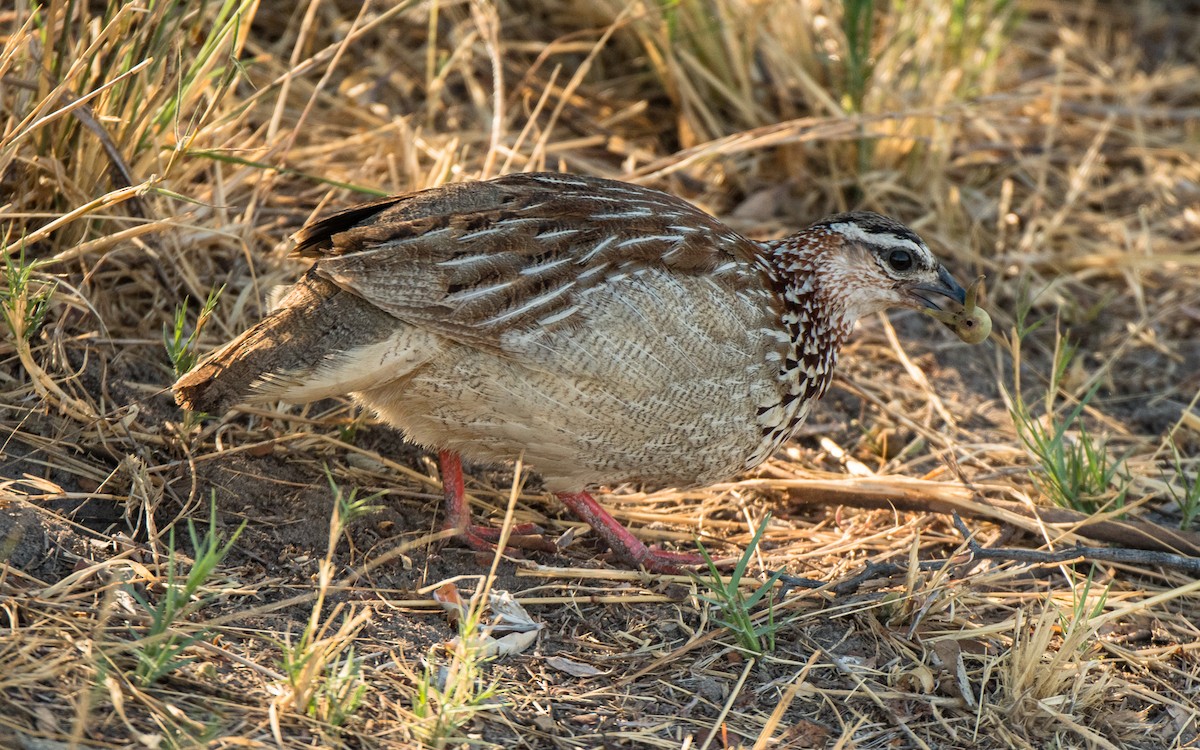 Crested Francolin - ML615296964