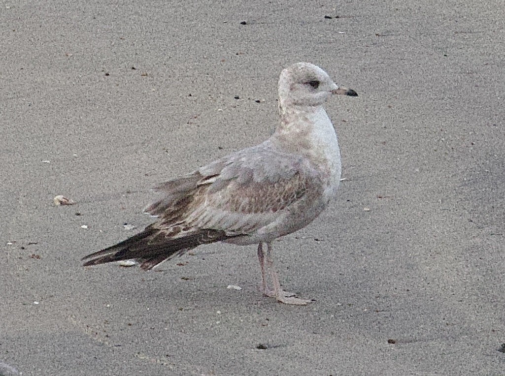 Short-billed Gull - ML615296965