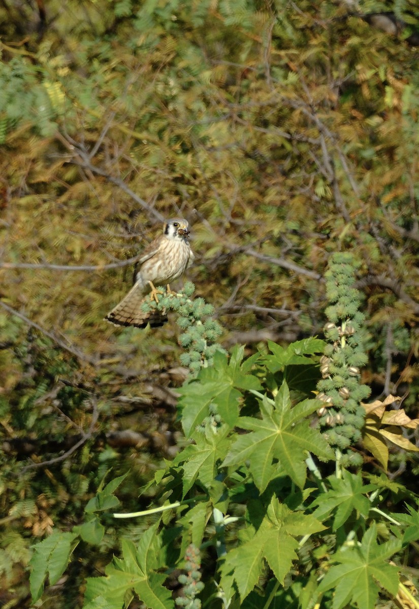 American Kestrel - ML615296966