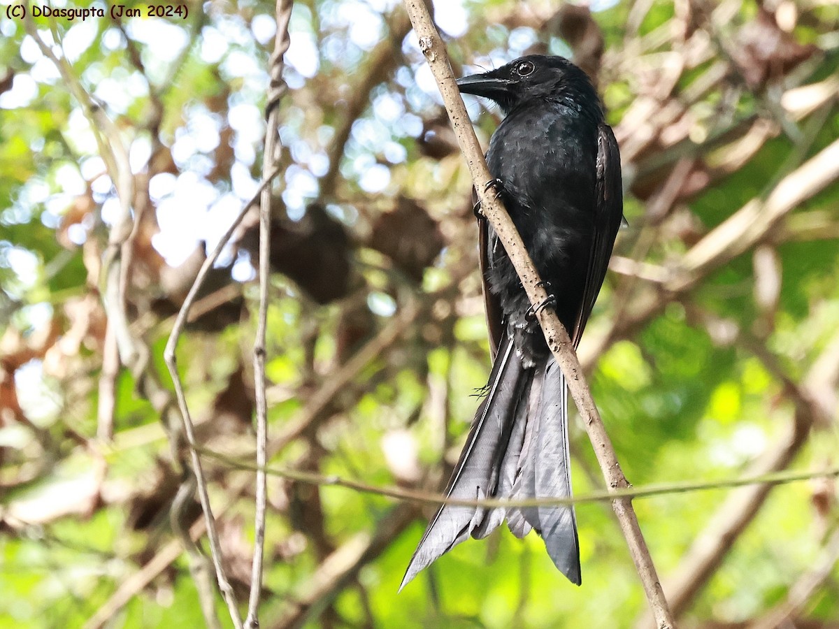 Andaman Drongo - ML615296980