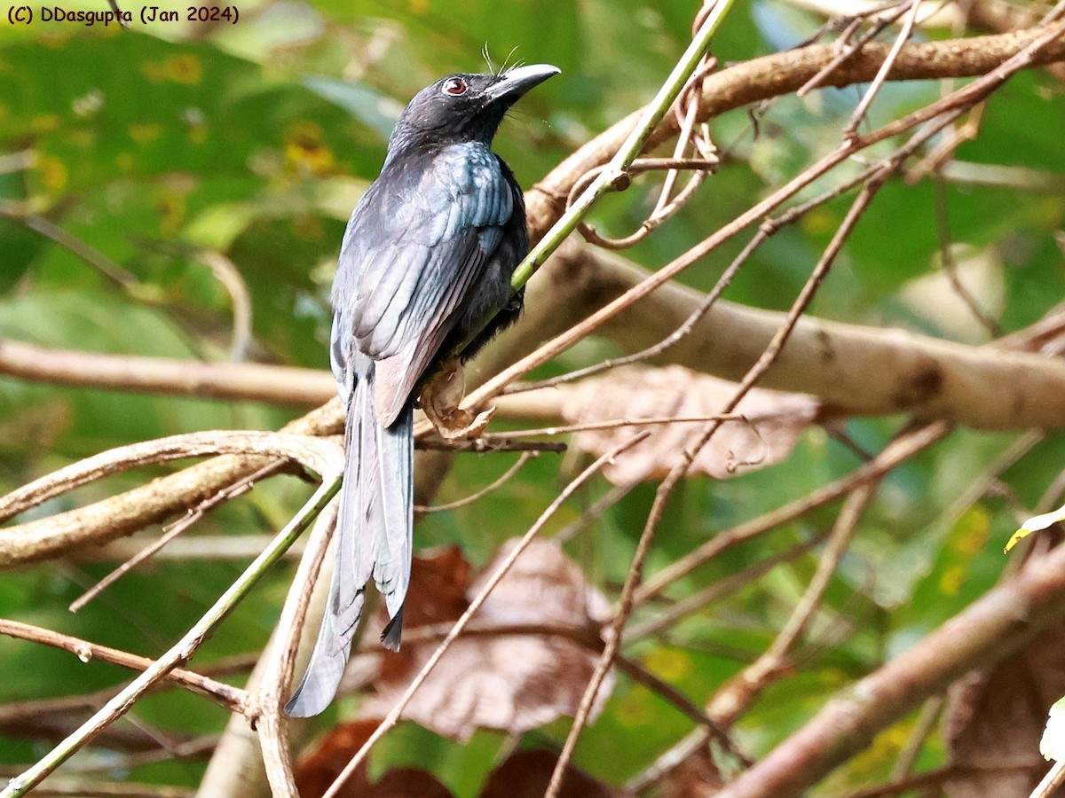 Andaman Drongo - ML615296982