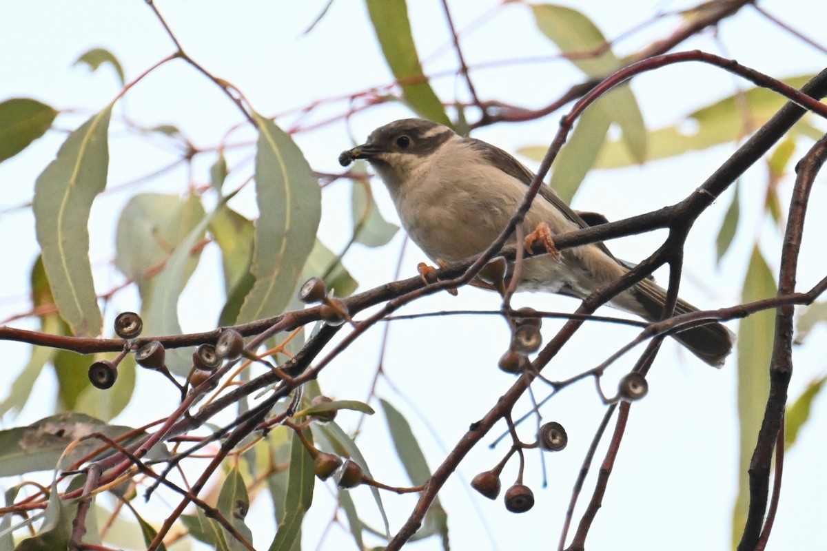 Brown-headed Honeyeater - ML615297004