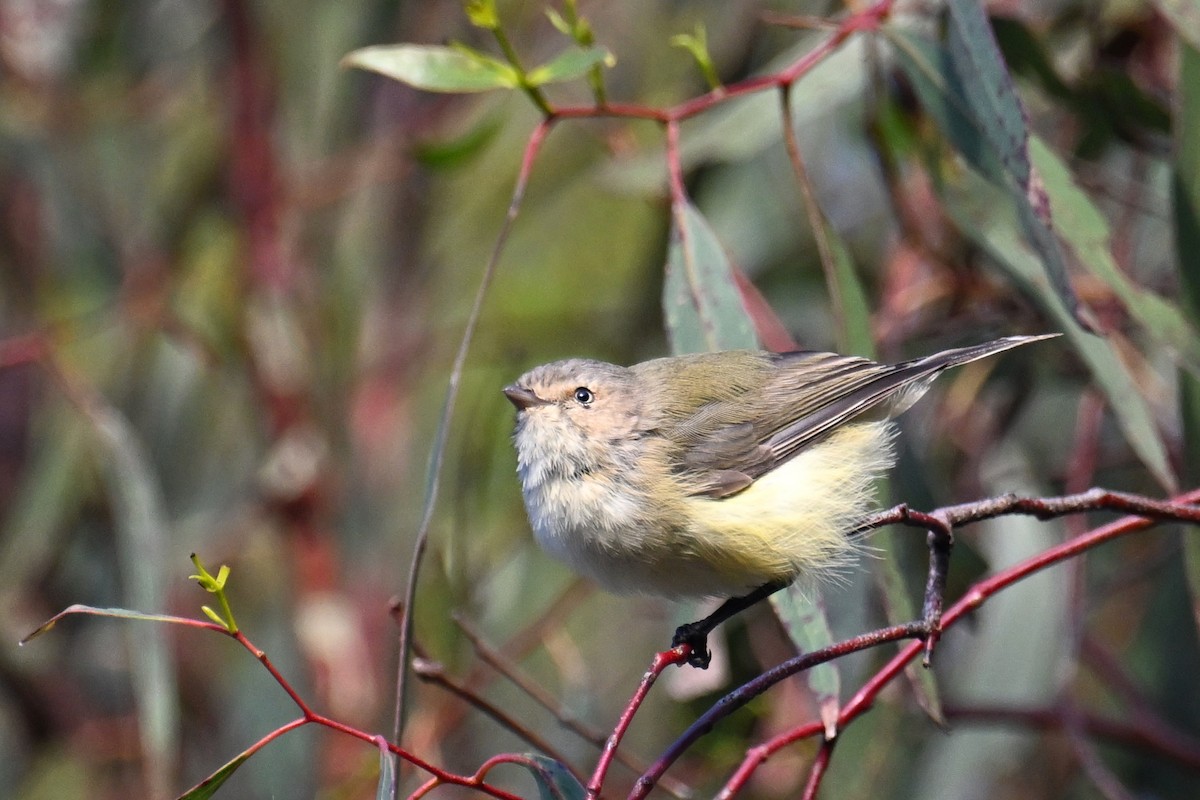 Weebill - ML615297018