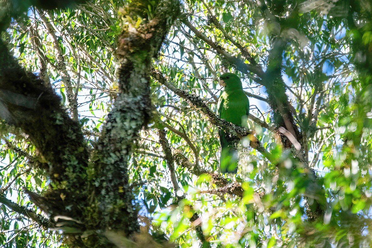 Blue-bellied Parrot - ML615297034