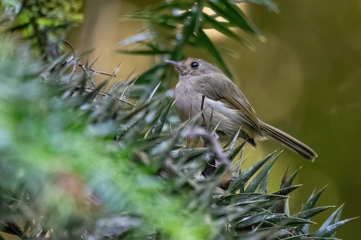 Brown-breasted Pygmy-Tyrant - ML615297046