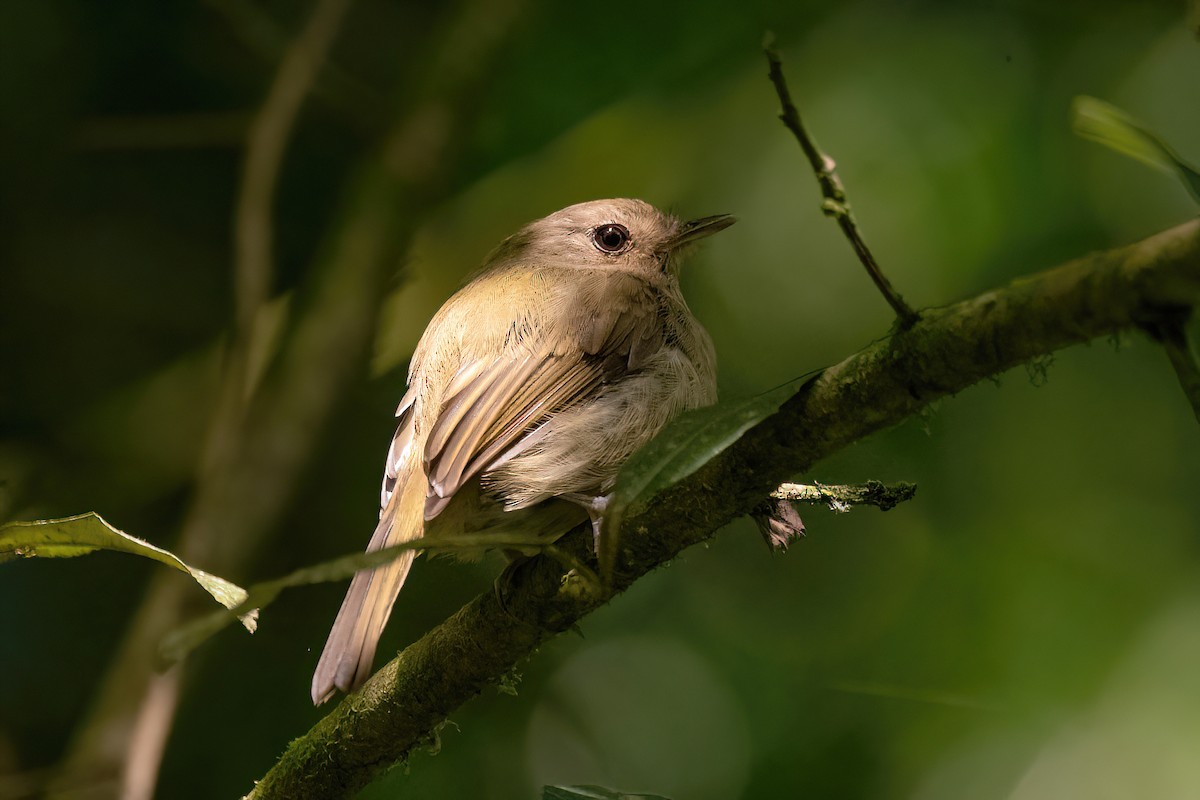 Brown-breasted Pygmy-Tyrant - ML615297048