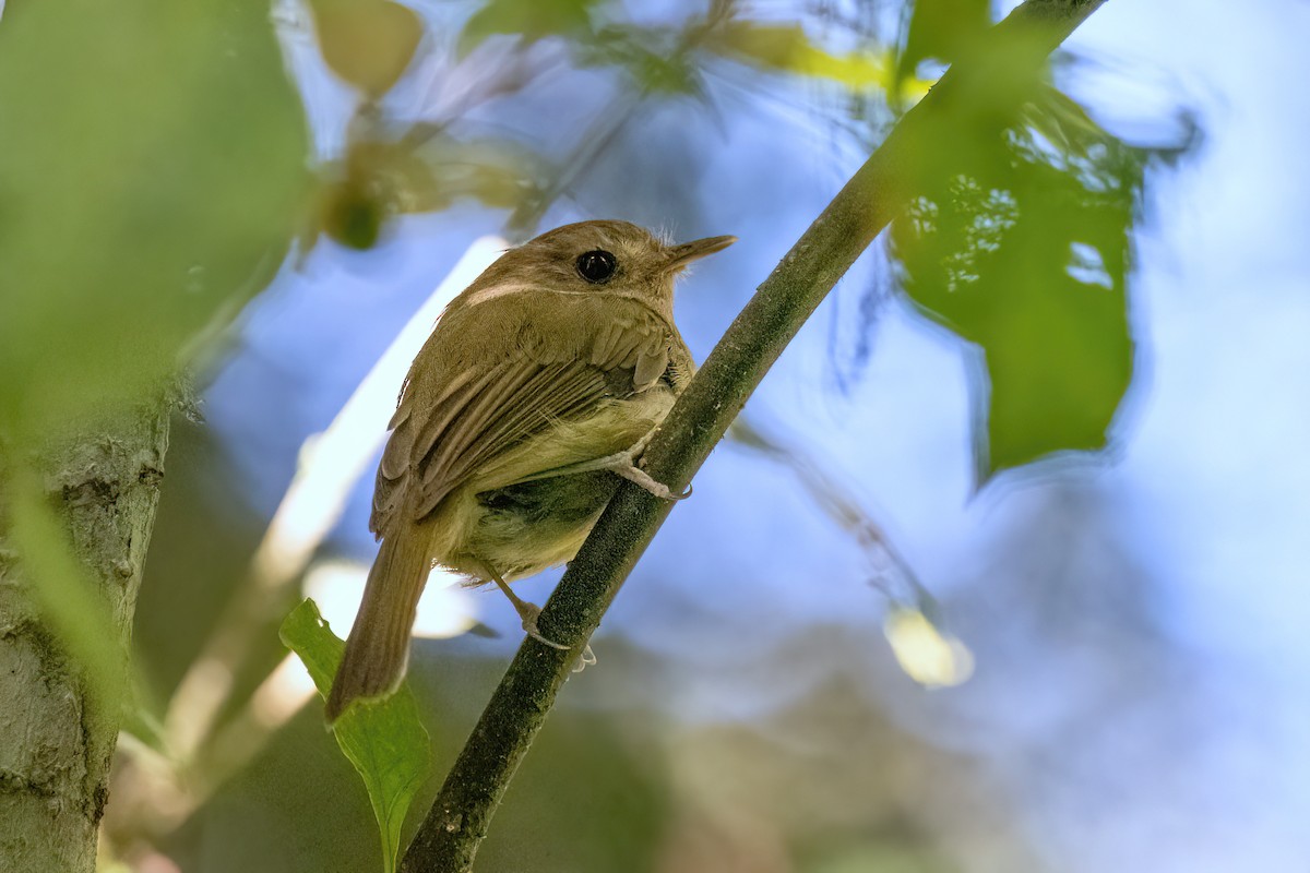 Brown-breasted Pygmy-Tyrant - ML615297049