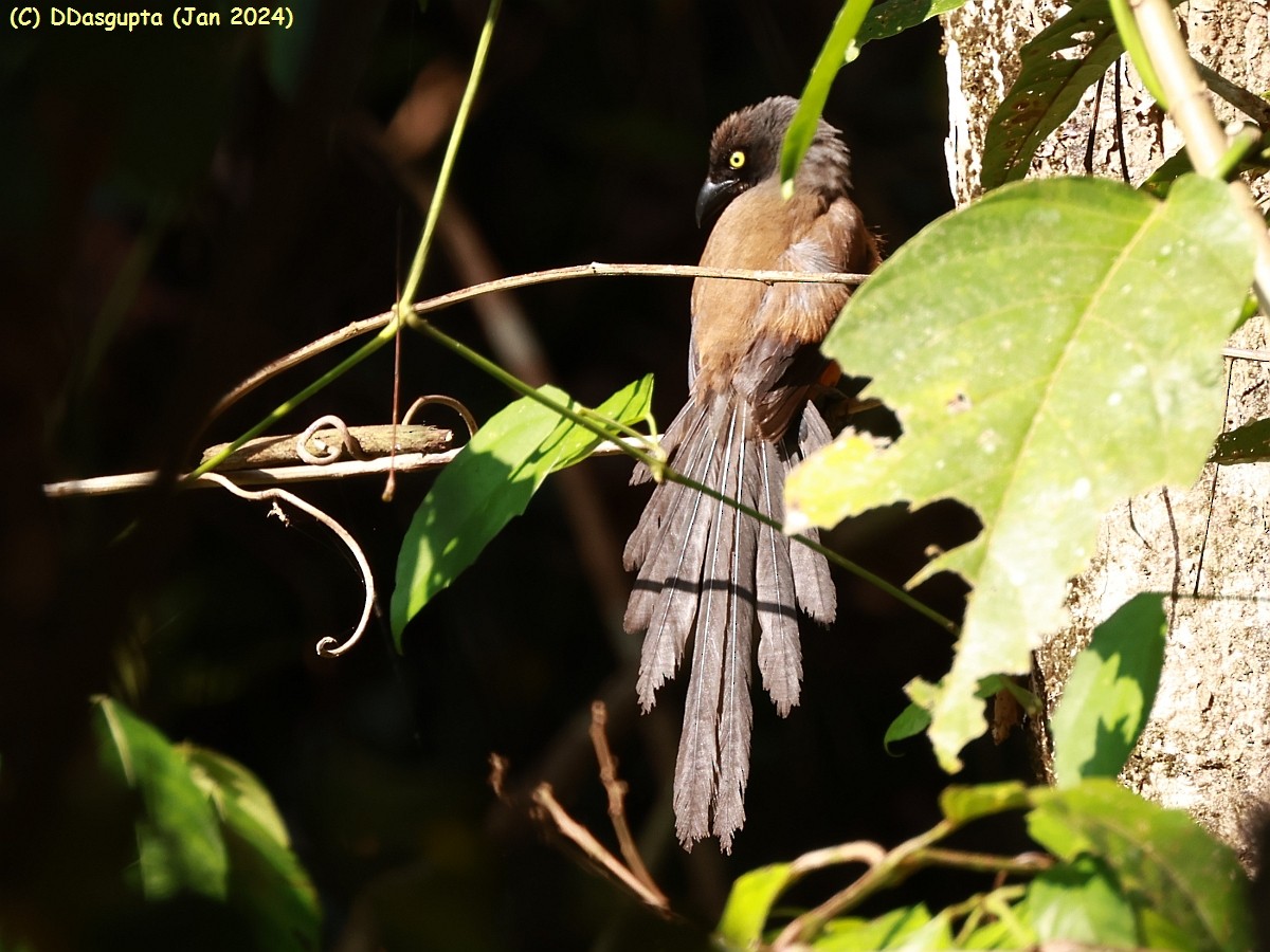 Andaman Treepie - ML615297053