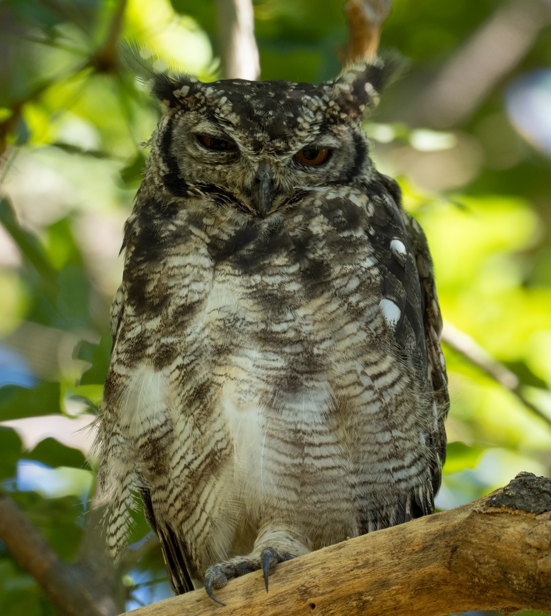 Spotted Eagle-Owl - ML615297087