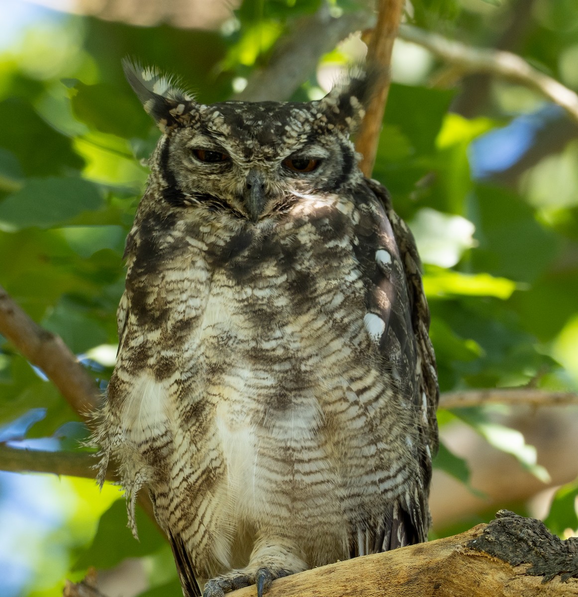 Spotted Eagle-Owl - Sam Zuckerman