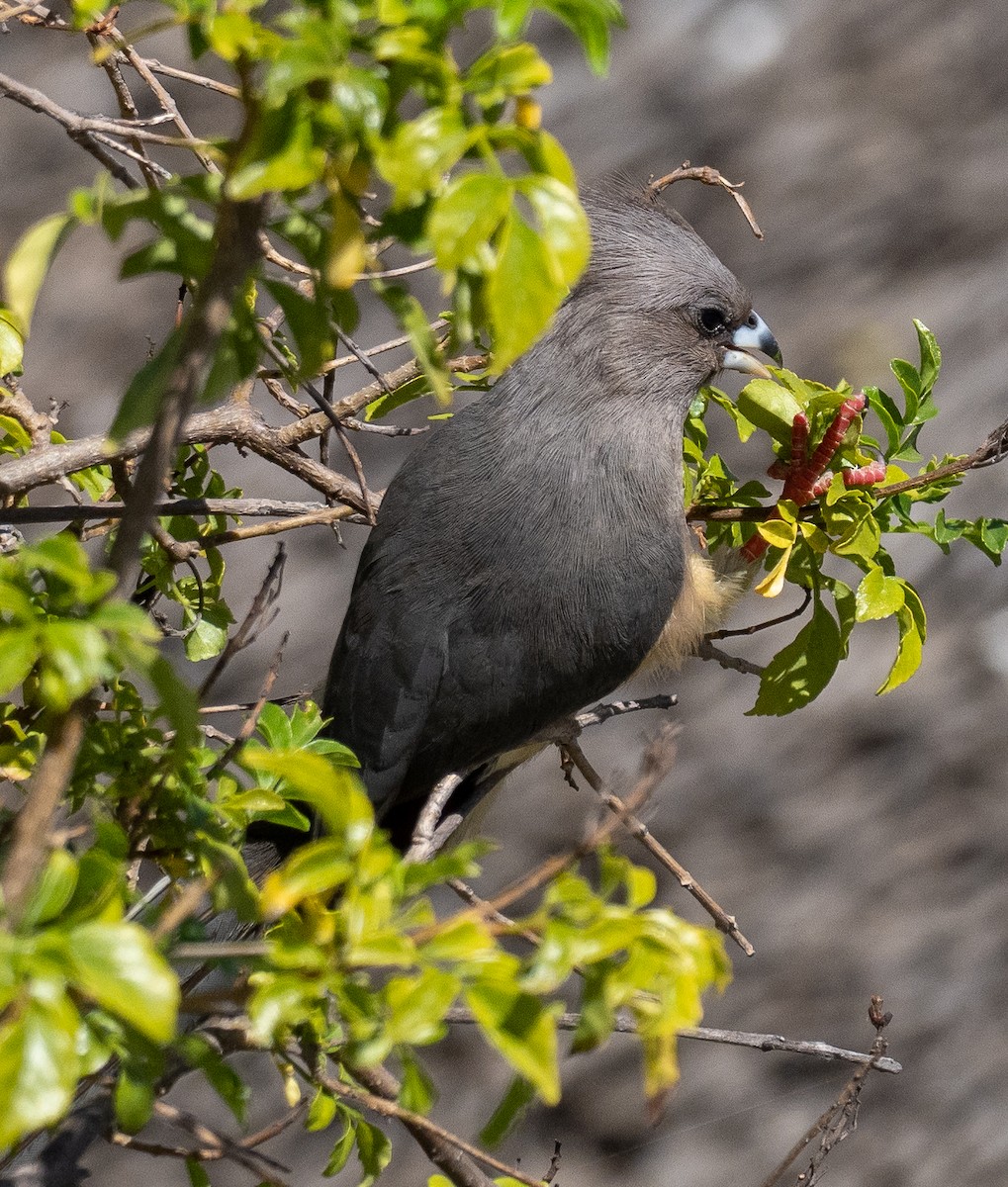 White-backed Mousebird - ML615297120