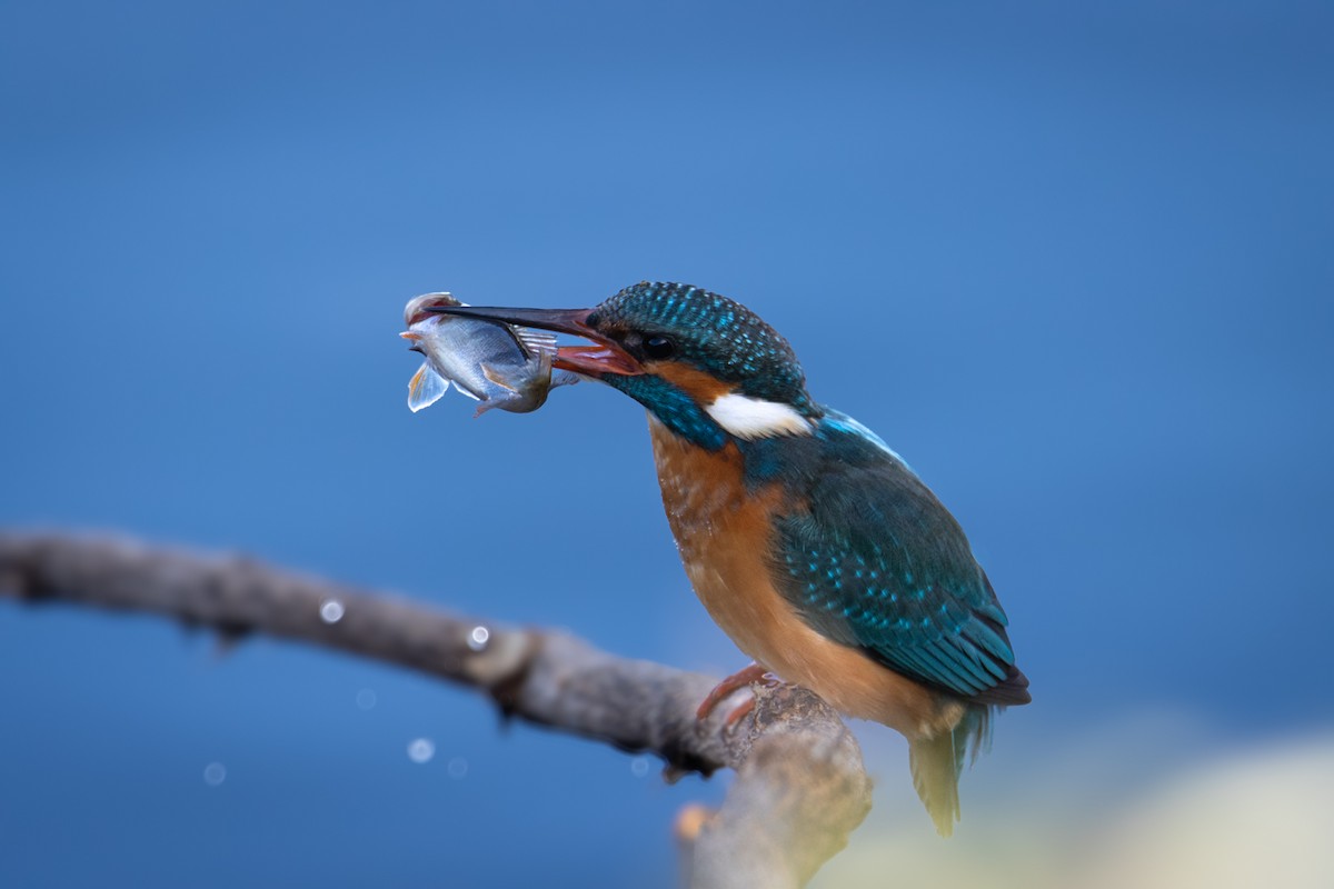 Common Kingfisher - ML615297128