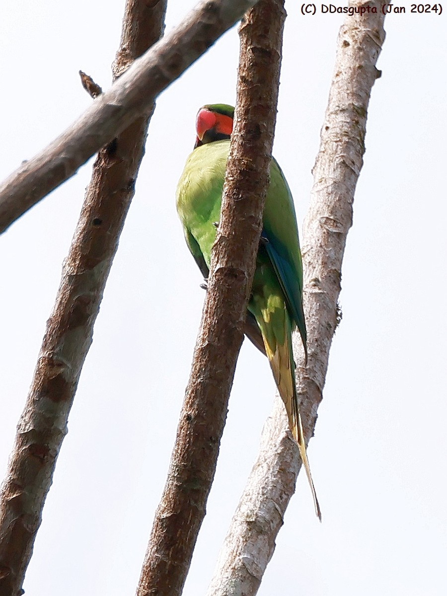 Long-tailed Parakeet - ML615297213