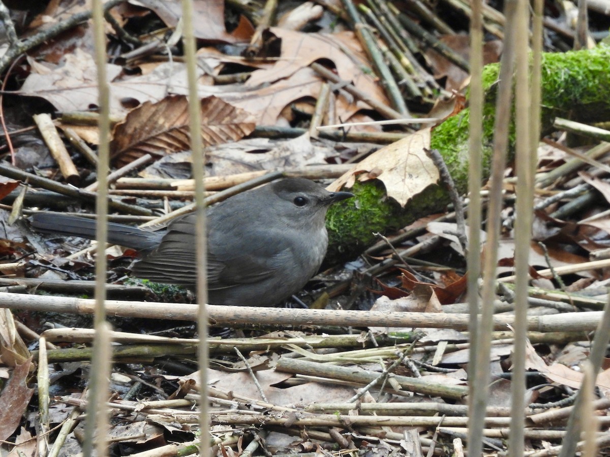 Gray Catbird - ML615297280