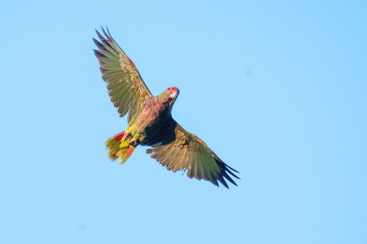 Vinaceous-breasted Parrot - Raphael Kurz -  Aves do Sul