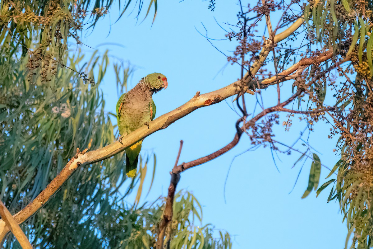 Vinaceous-breasted Parrot - Raphael Kurz -  Aves do Sul