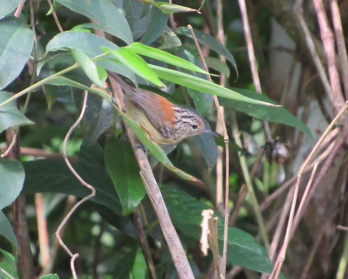 Streak-capped Antwren - ML615297436