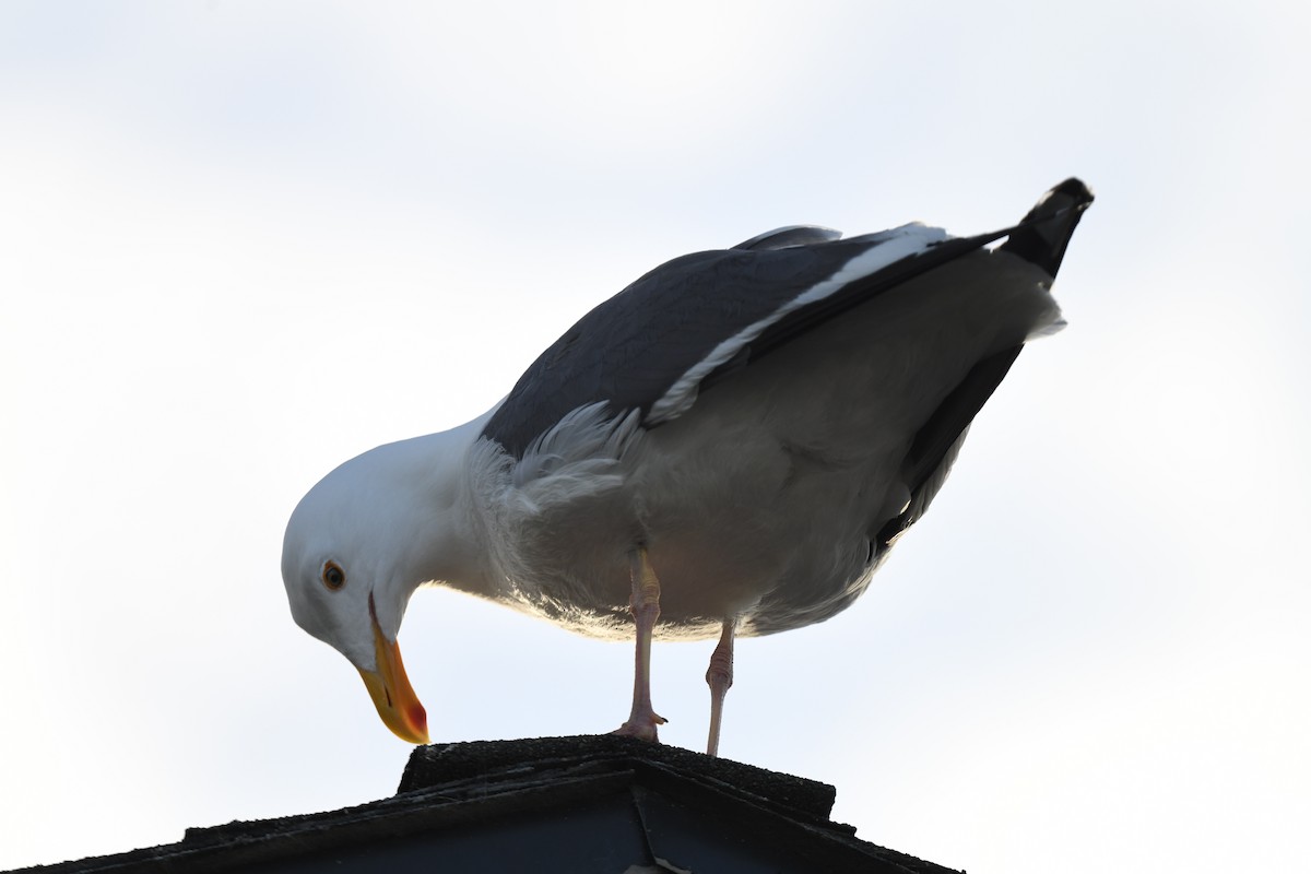 Goéland d'Audubon - ML615297468