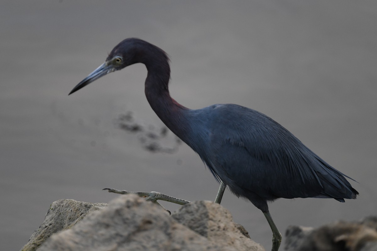 Little Blue Heron - ML615297485