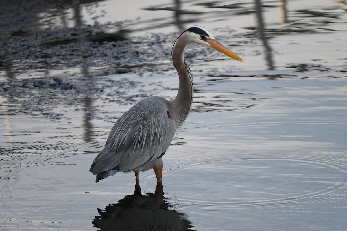 Great Blue Heron - ML615297498