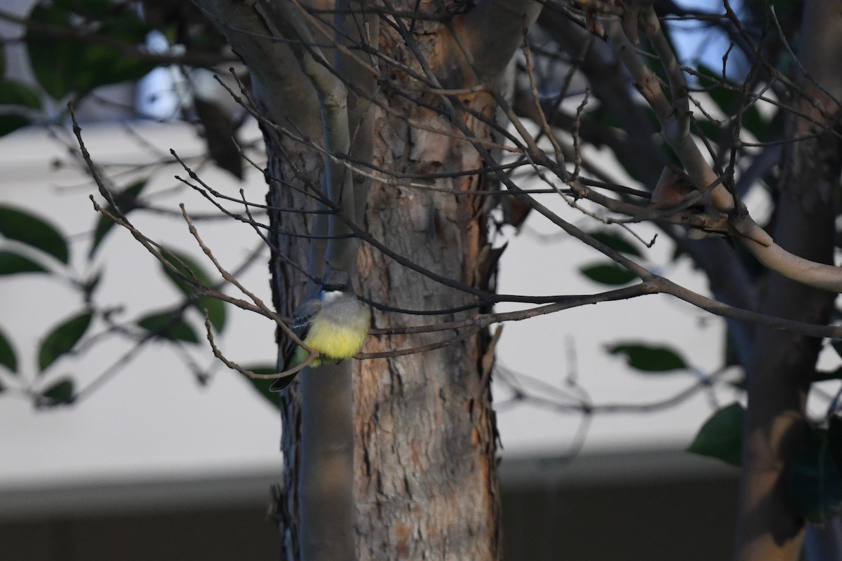 Cassin's Kingbird - ML615297532