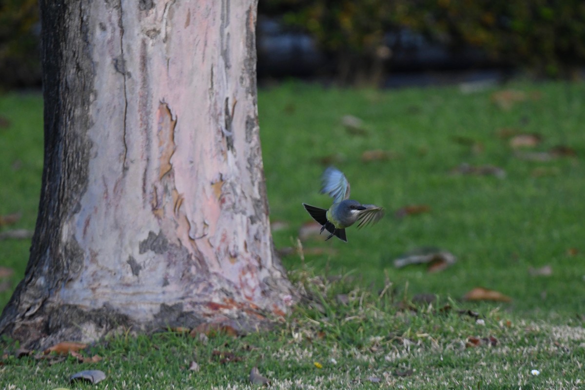 Cassin's Kingbird - ML615297556