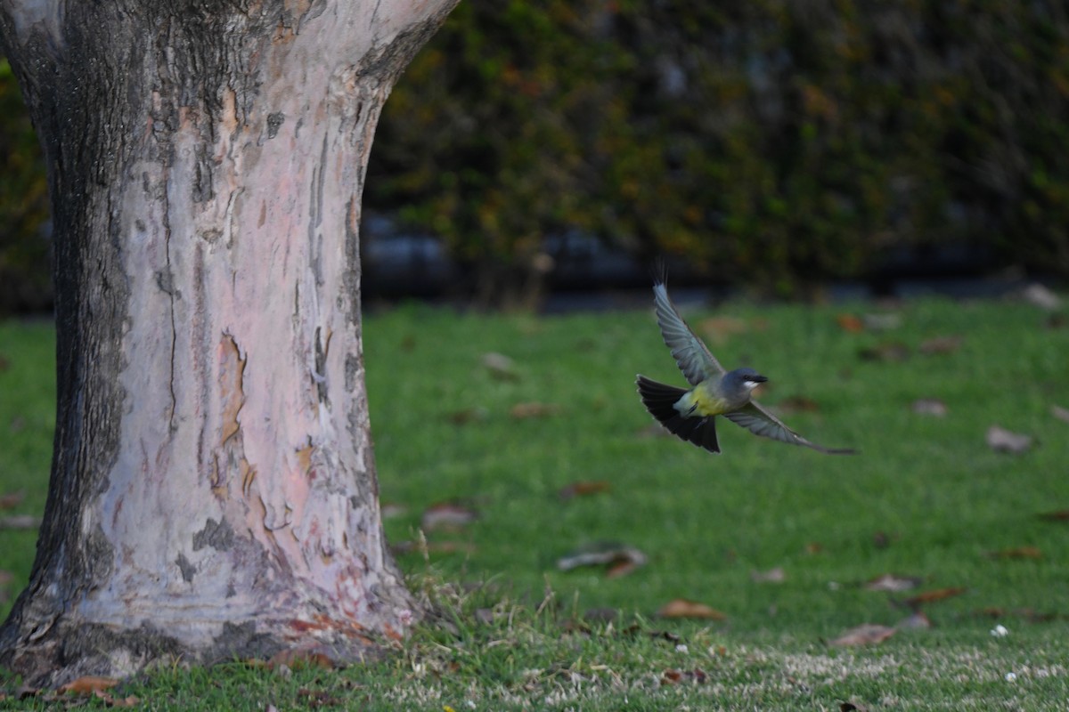 Cassin's Kingbird - ML615297567