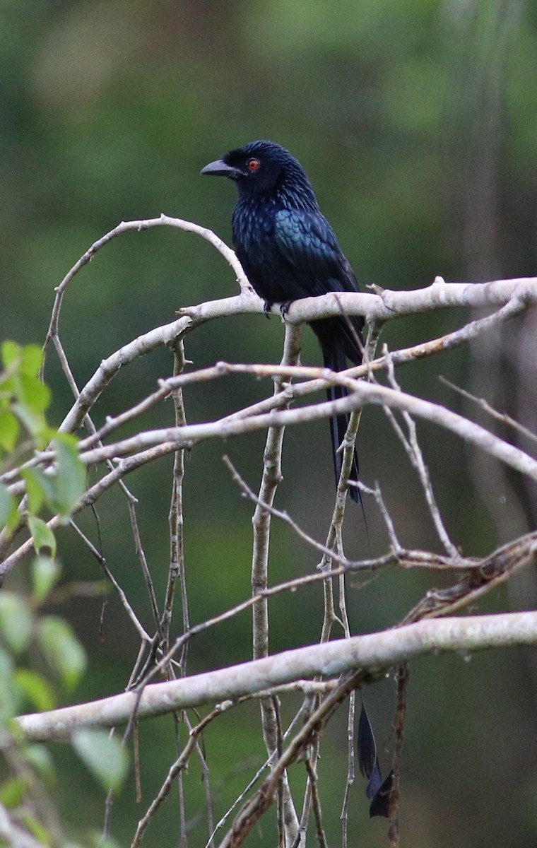 Greater Racket-tailed Drongo - ML615297625