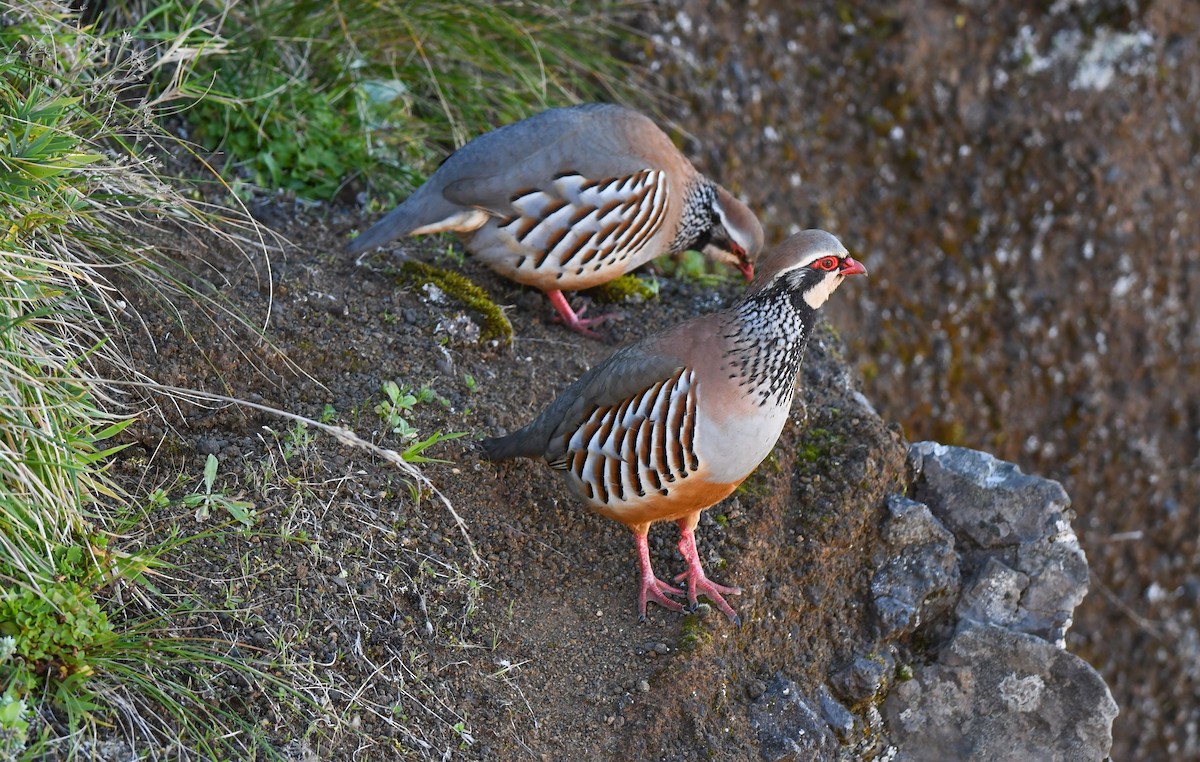 Red-legged Partridge - ML615297654