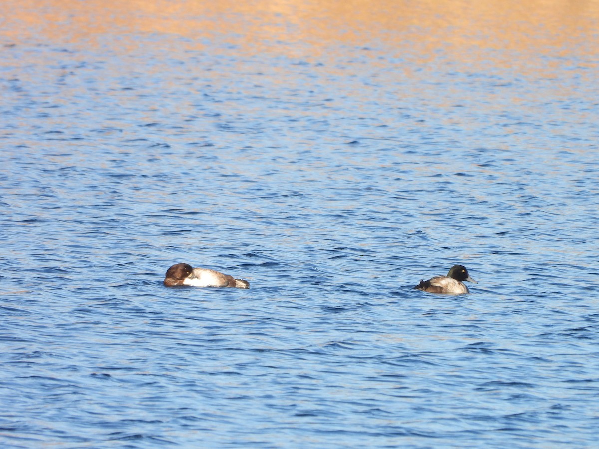 Greater Scaup - ML615297754