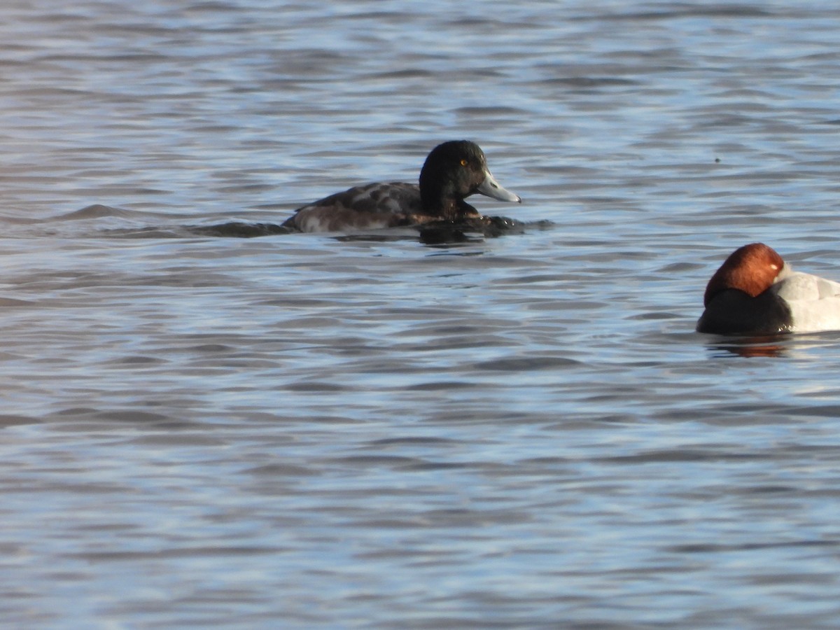 Greater Scaup - ML615297881