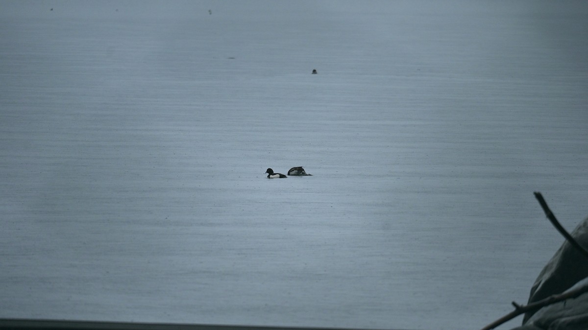 Tufted Duck - ML615297898