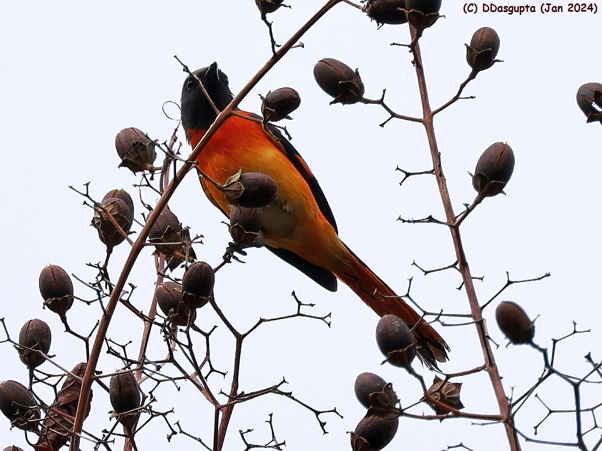 Küçük Minivet - ML615297917