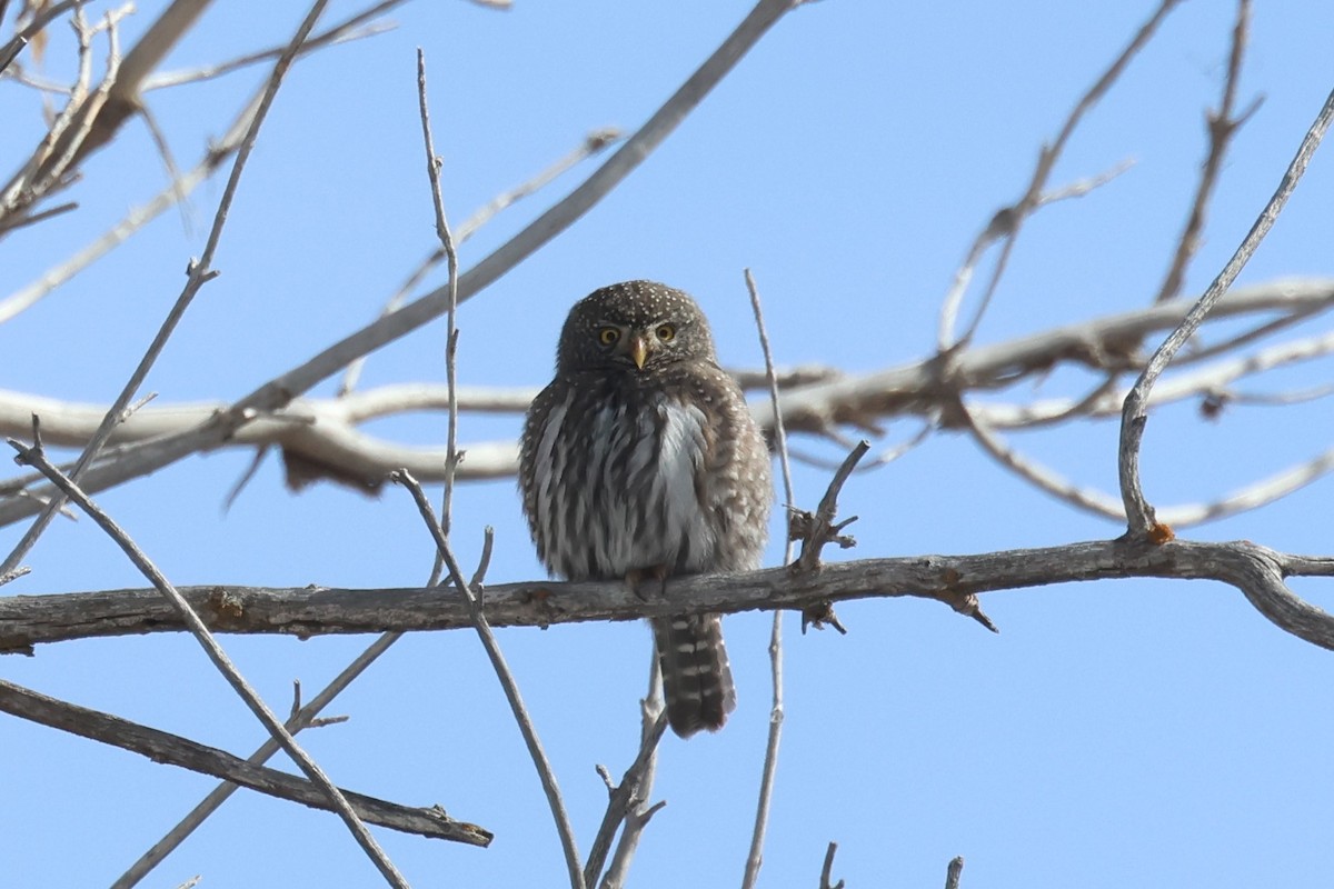 Northern Pygmy-Owl (Rocky Mts.) - ML615297934