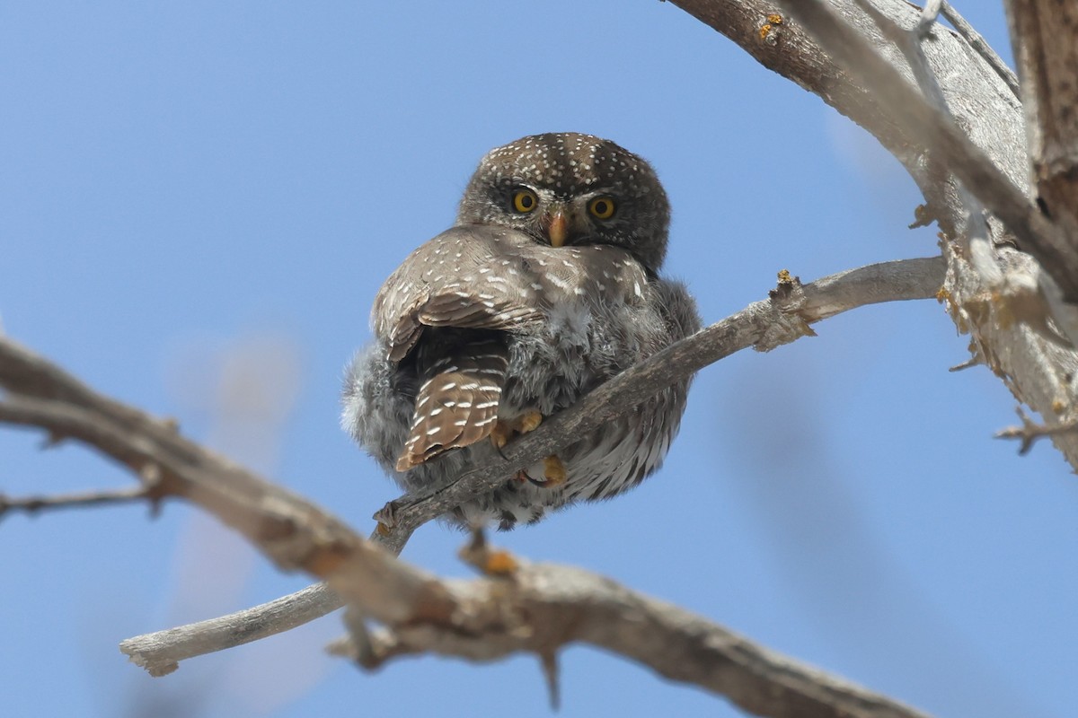 Northern Pygmy-Owl (Rocky Mts.) - ML615297935